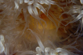   anemone tentacles composed ans artsy fashion depthcolor lighting uniqely combined  